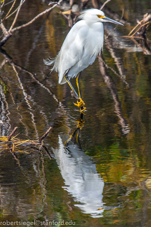 snowy egret